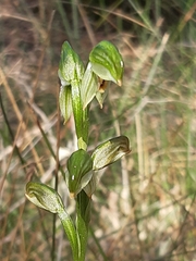 Pterostylis melagramma