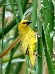 Ploceus subaureus subaureus