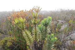 Osteospermum corymbosum