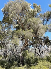 Melaleuca cheelii