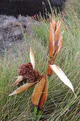 Elegia grandispicata