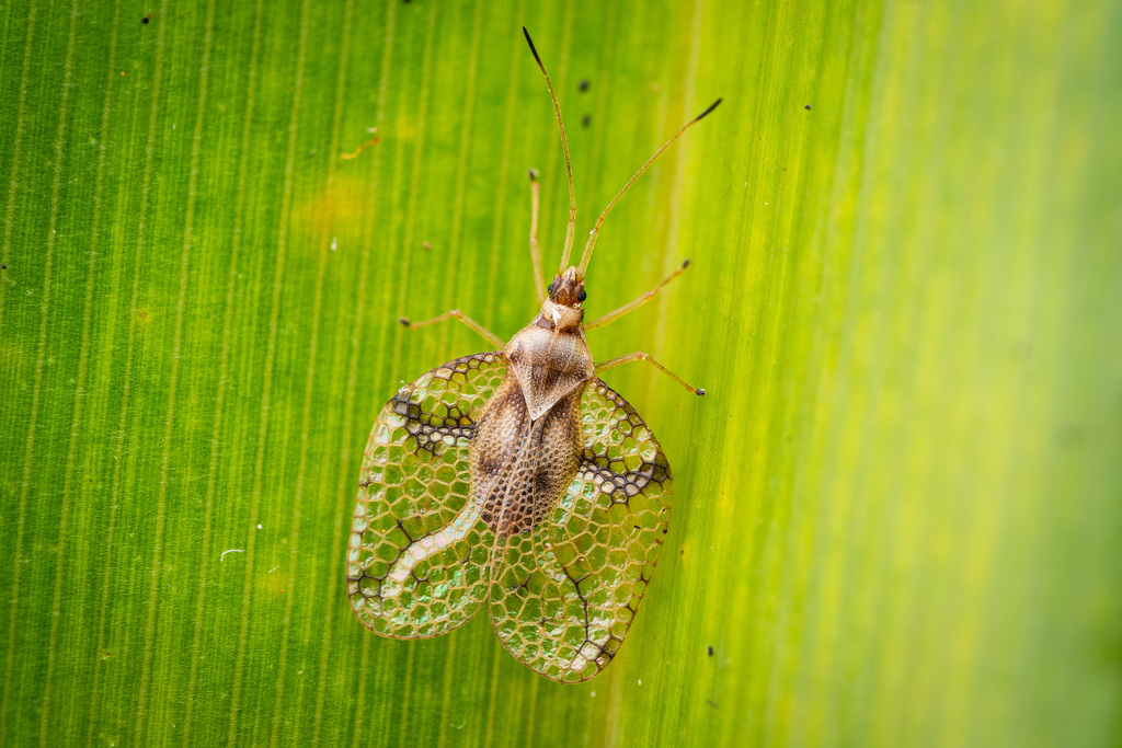 Cephalidiosus megapharsus