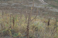 Verbascum ovalifolium