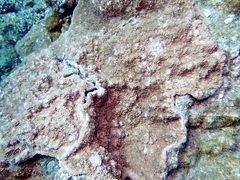 Acroporidae