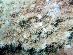 Acroporidae