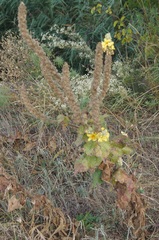 Verbascum ovalifolium