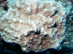 Acroporidae