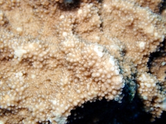 Acroporidae