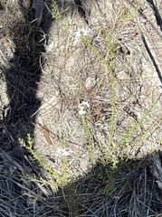 Westringia tenuicaulis
