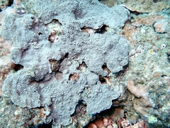 Phyllospongia