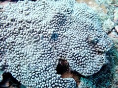 Phyllospongia