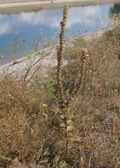 Verbascum ovalifolium
