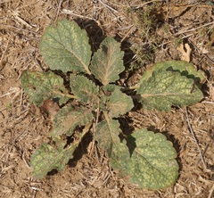 Verbascum ovalifolium