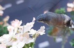 Macroglossum stellatarum