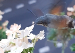 Macroglossum stellatarum