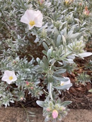Convolvulus cneorum