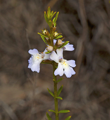 Westringia tenuicaulis