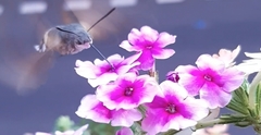 Macroglossum stellatarum