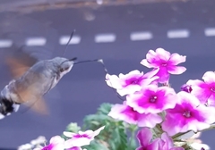 Macroglossum stellatarum