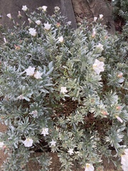 Convolvulus cneorum