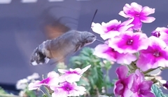 Macroglossum stellatarum