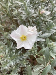 Convolvulus cneorum