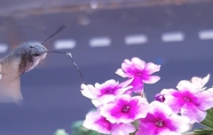 Macroglossum stellatarum
