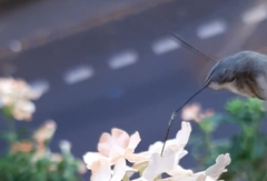 Macroglossum stellatarum
