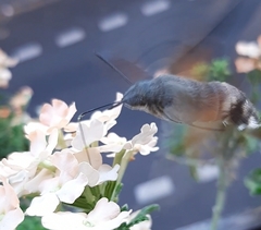Macroglossum stellatarum