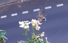 Macroglossum stellatarum