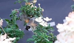 Macroglossum stellatarum