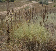 Artemisia taurica