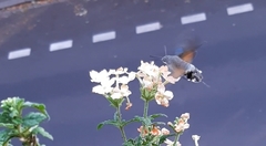 Macroglossum stellatarum