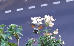 Macroglossum stellatarum