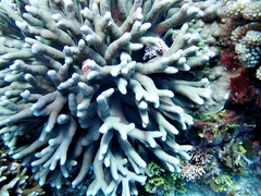 Porites cylindrica