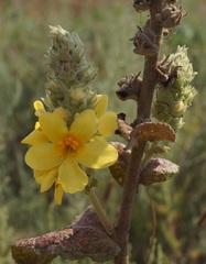 Verbascum ovalifolium