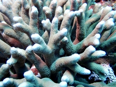 Porites cylindrica