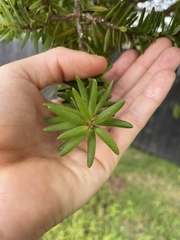 Podocarpus laetus