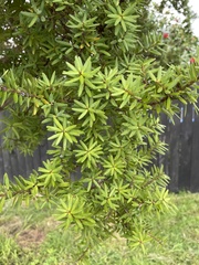Podocarpus laetus