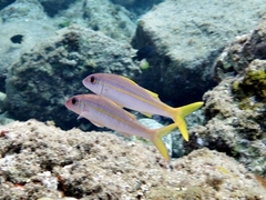 Yellowfin Goatfish photo 5