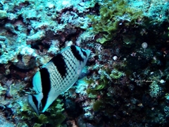 Chaetodon argentatus