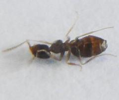 Technomyrmex pallipes