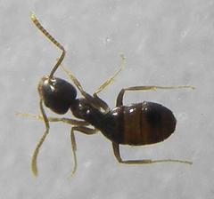 Technomyrmex pallipes