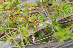 Cliffortia ferruginea