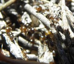 Technomyrmex pallipes