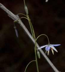 Dianella rara