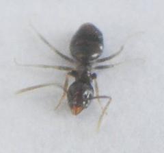 Technomyrmex pallipes