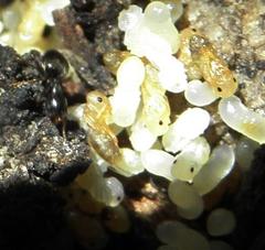 Technomyrmex pallipes