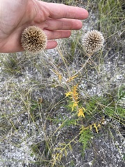 Echinops ritro