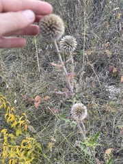 Echinops ritro